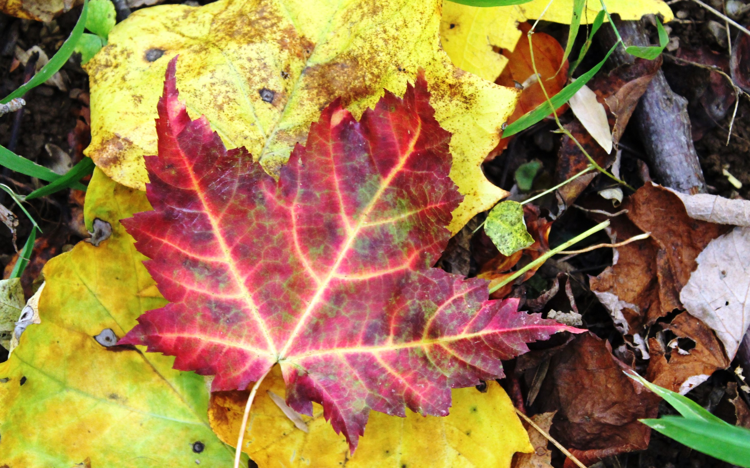Red Leaf