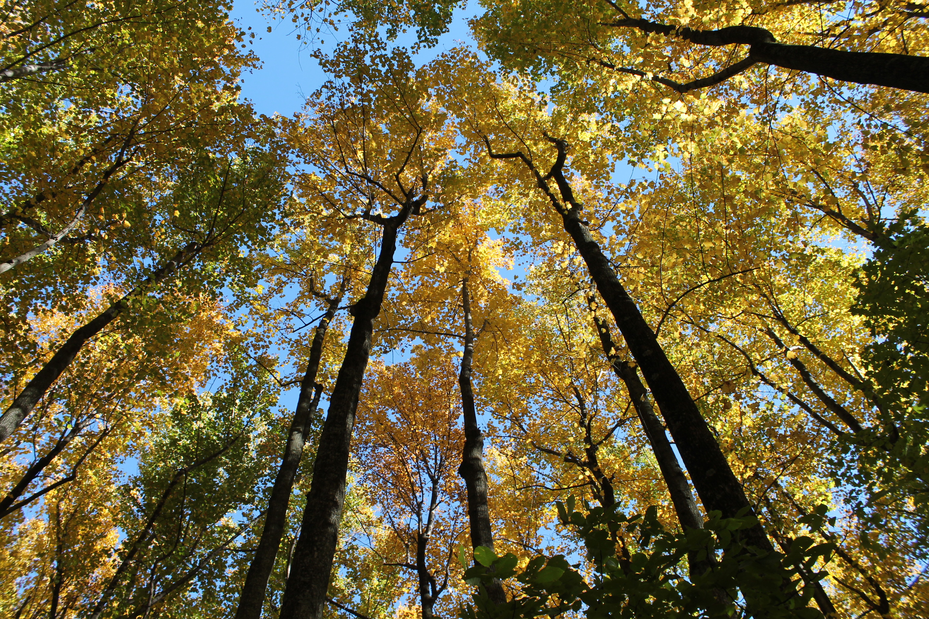 Golden Forest