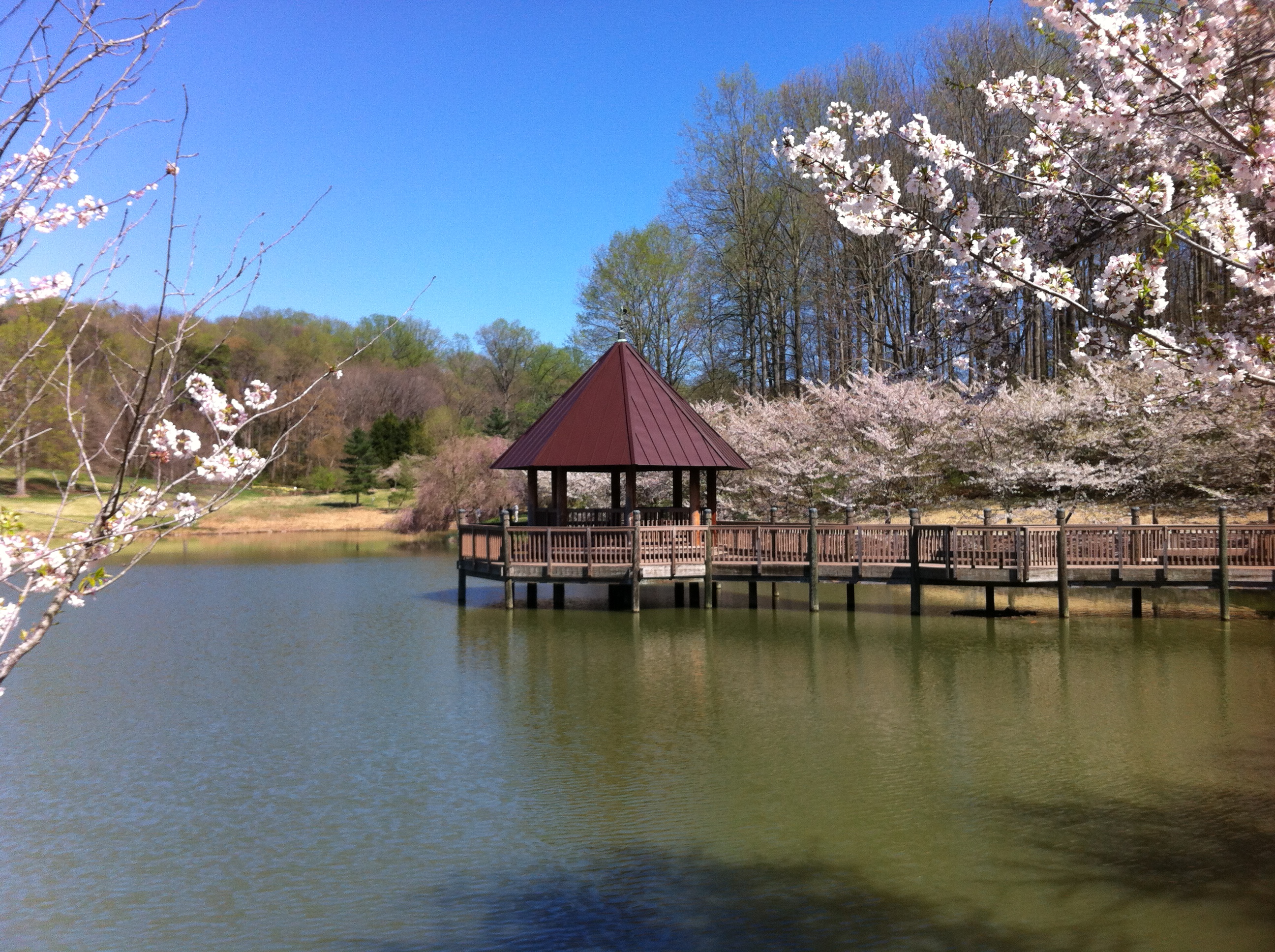 MeadowlarkSpring01