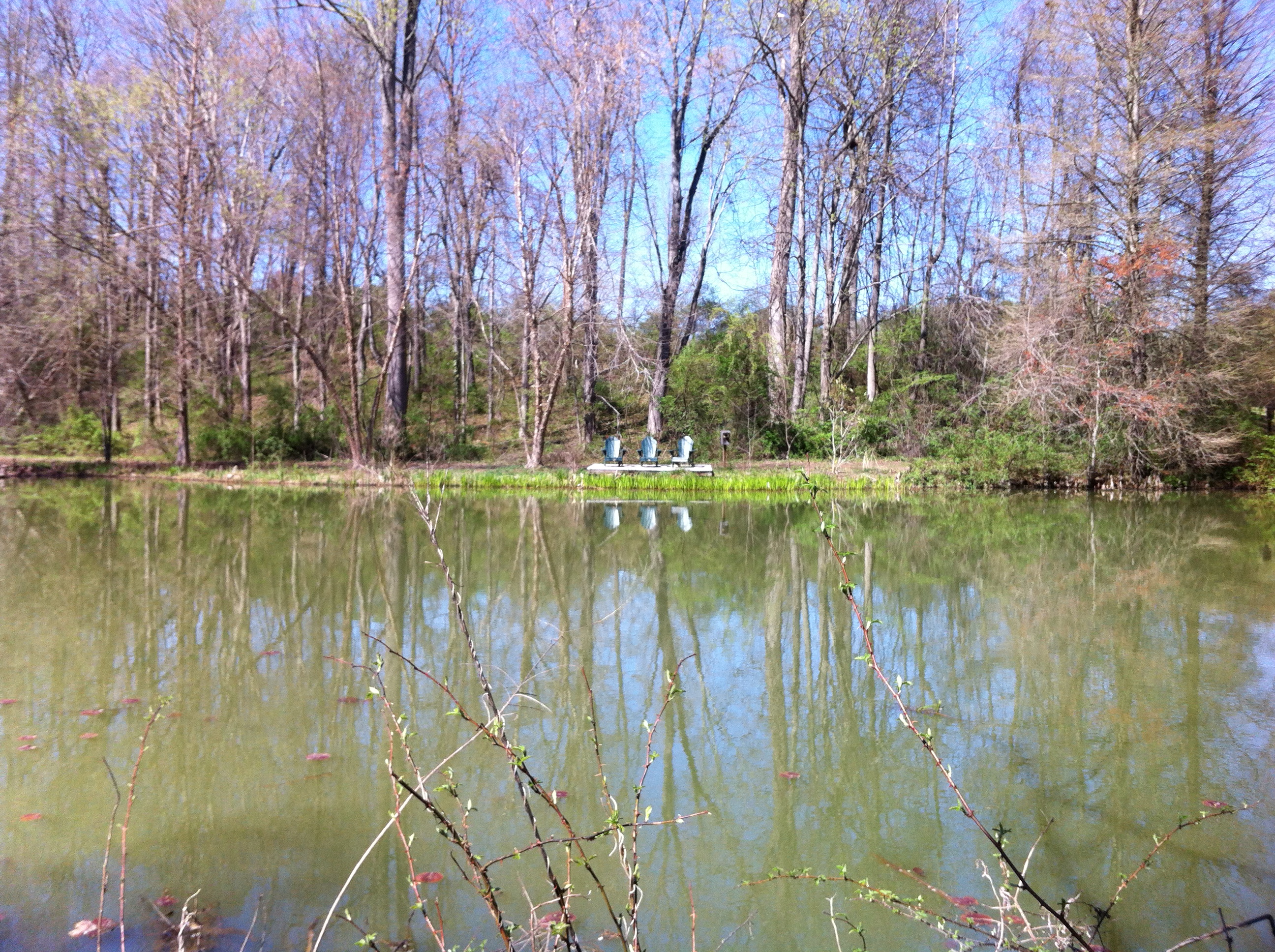MeadowlarkSpring04