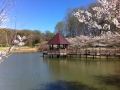 MeadowlarkSpring01