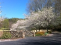 MeadowlarkSpring02