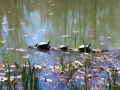 MeadowlarkSpring03