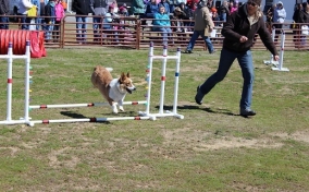 VAHorseFestivalAgility