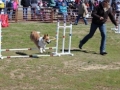 VAHorseFestivalAgility