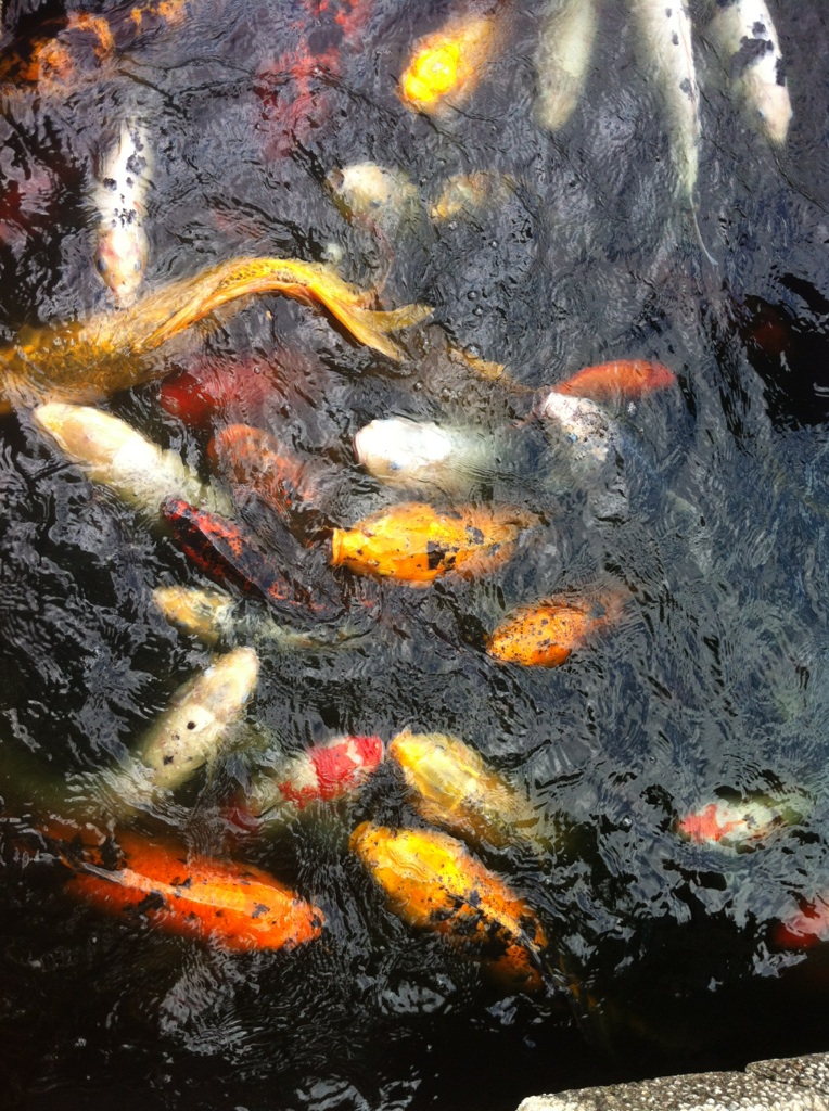 Koi