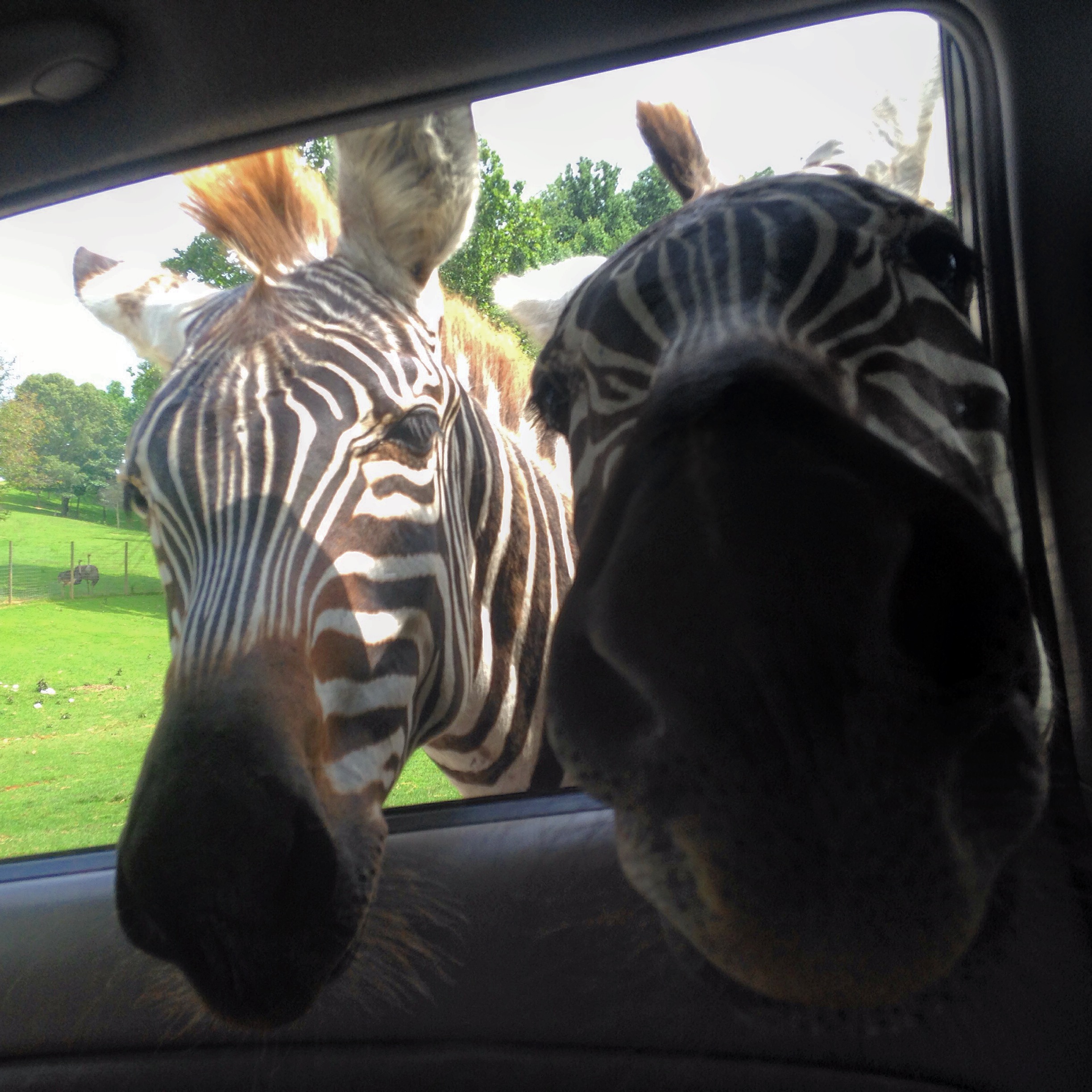 giraffe virginia safari park