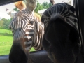 SafariParkZebras