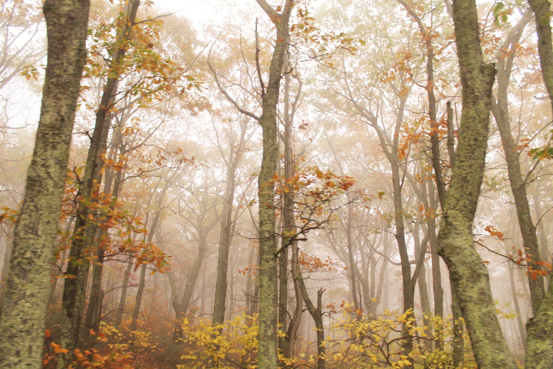 Northern Virginia Leaf Peeping Adventure Guide: Treks and Tips