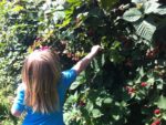 Messick’s Farm Market
