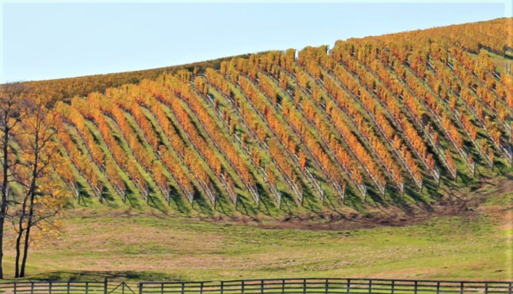 Barrel Oak Winery Colonial Roads