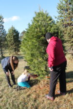 Snickers Gap Christmas Tree Farm