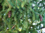 Country Loving Christmas Tree Farm