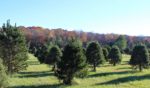 Hanks Christmas Trees at Heartland Farm