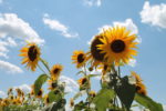 Fall for Sunflowers and Pumpkins at Burnside Farms