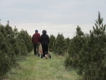 Milltown Creek Tree Farms