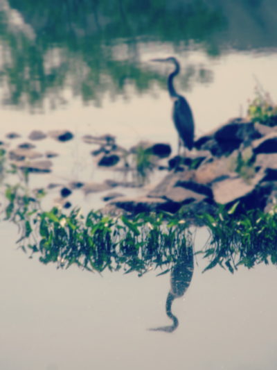 Pick 2 Click – Blue Heron Reflection